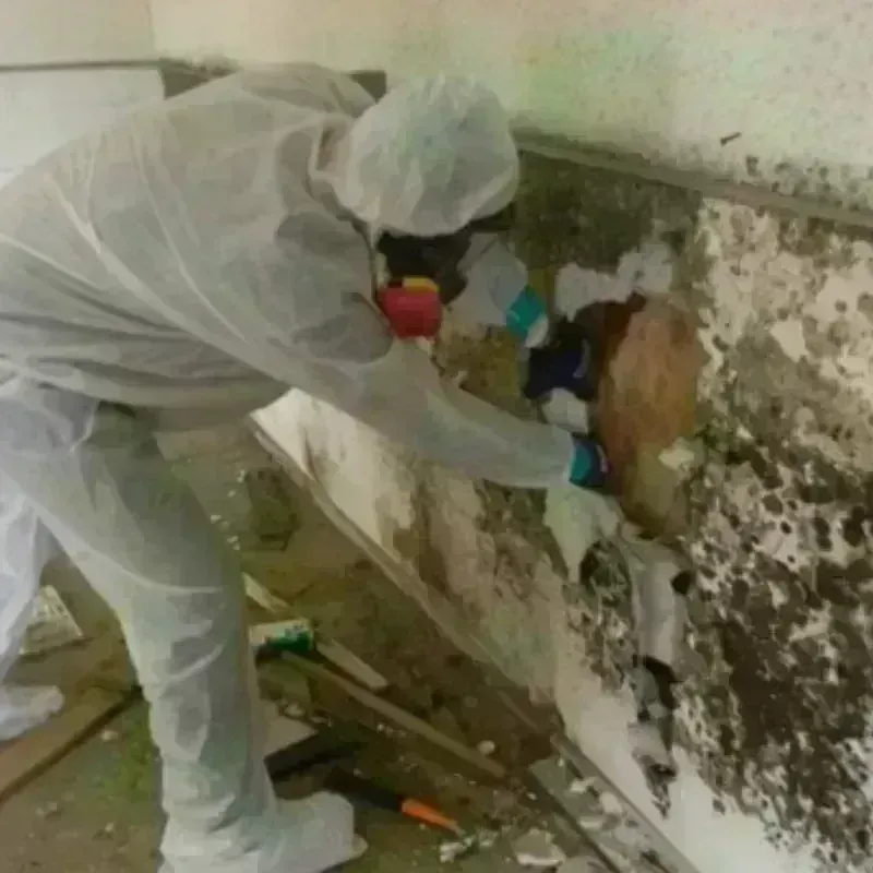 Mold Remediation and Removal in Hobart, WI